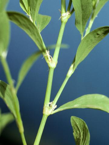 Renouée oiseaux (Polygonum aviculare)_3