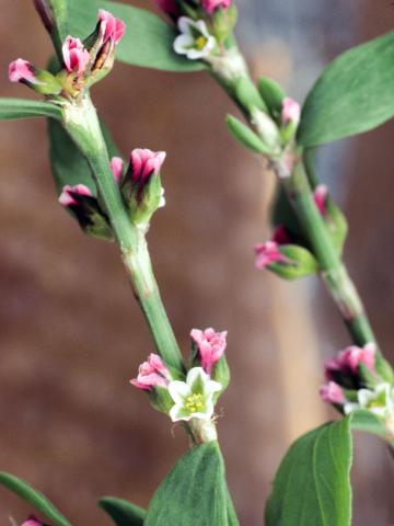 Renouée oiseaux (Polygonum aviculare)_4