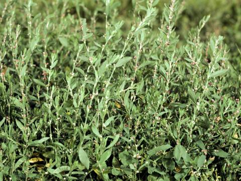 Renouée oiseaux (Polygonum aviculare)_5