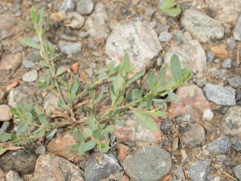 Renouée oiseaux (Polygonum aviculare)_8