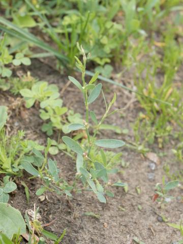 Renouée oiseaux (Polygonum aviculare)_10