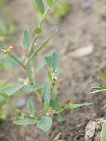 Renouée oiseaux (Polygonum aviculare)_11