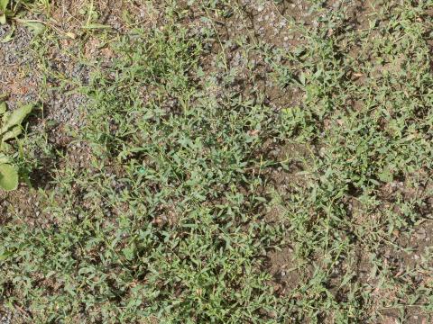 Renouée oiseaux (Polygonum aviculare)_12