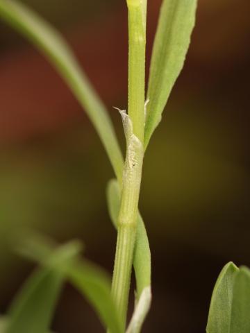 Renouée oiseaux (Polygonum aviculare)_17