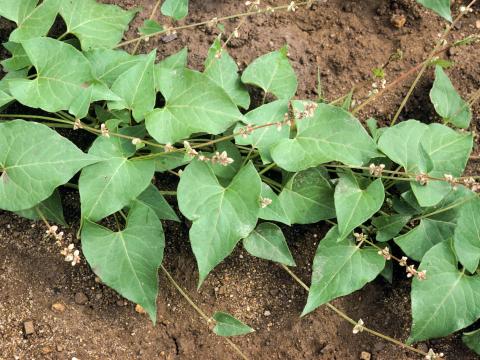 Renouée liseron (Fallopia convolvulus)_5