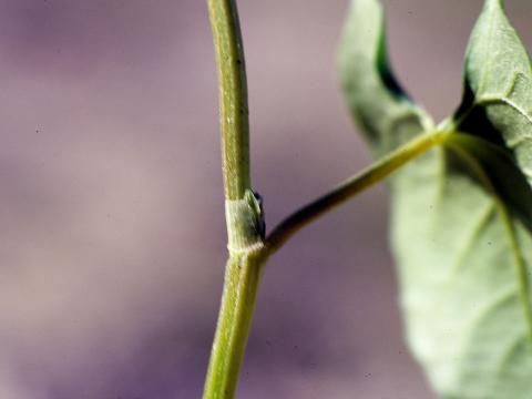 Renouée liseron (Fallopia convolvulus)_7