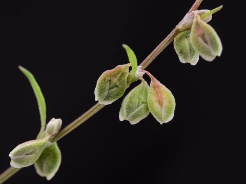 Renouée liseron (Fallopia convolvulus)_8