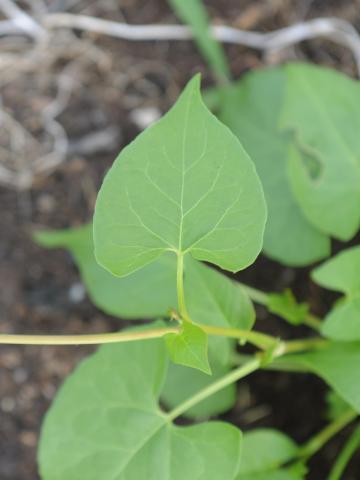 Renouée liseron (Fallopia convolvulus)_13