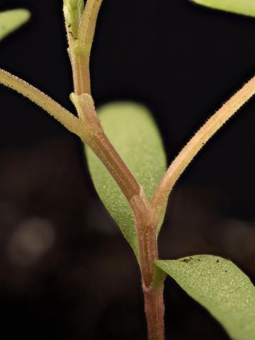 Renouée liseron (Fallopia convolvulus)_14