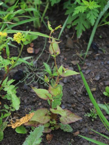 Renouée liseron (Fallopia convolvulus)_15