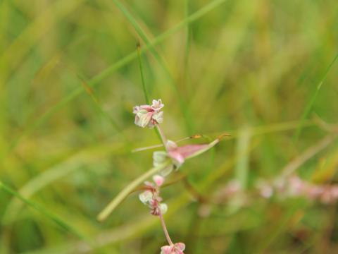 Renouée liseron (Fallopia convolvulus)_17