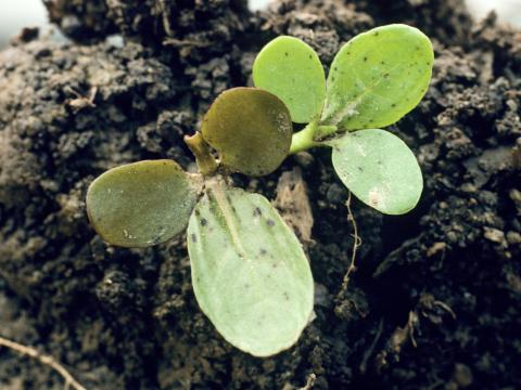 Renouée poivre eau (Persicaria hydropiper)_1