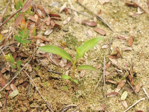 Renouée poivre eau (Persicaria hydropiper)_8