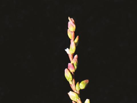 Renouée poivre eau (Persicaria hydropiper)_12