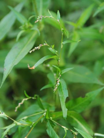 Renouée poivre eau (Persicaria hydropiper)_20