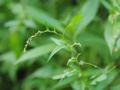 Renouée poivre eau (Persicaria hydropiper)_21