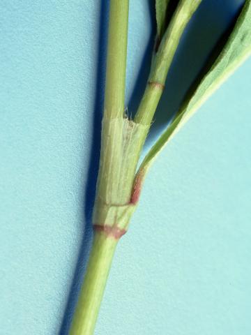 Renouée persicaire (Persicaria maculosa)_3