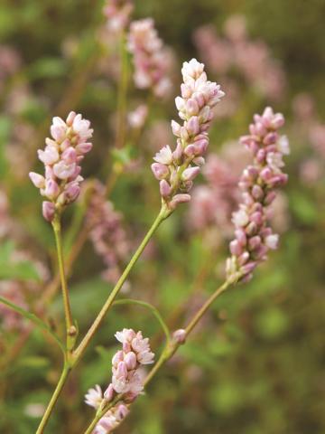 Renouée persicaire (Persicaria maculosa)_7