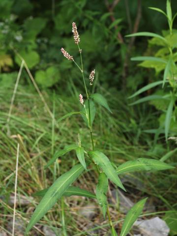 Renouée persicaire (Persicaria maculosa)_19