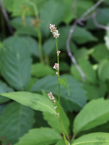 Renouée persicaire (Persicaria maculosa)_20