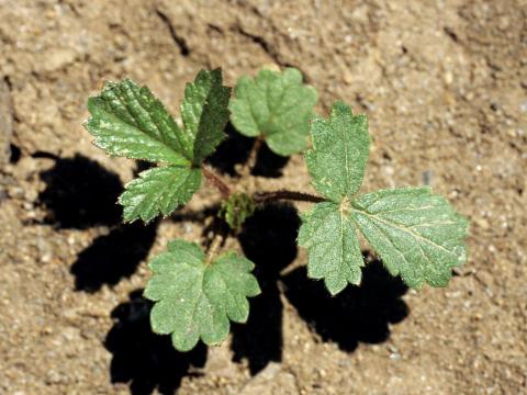 Potentille Norvège (Potentilla norvegica)_2