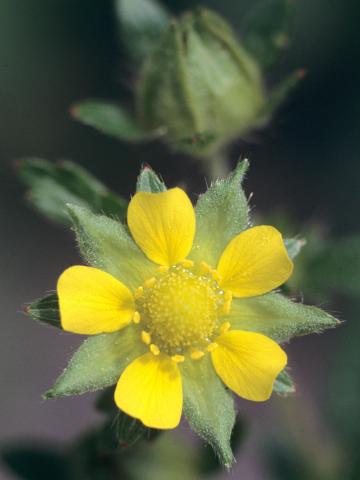 Potentille Norvège (Potentilla norvegica)_3