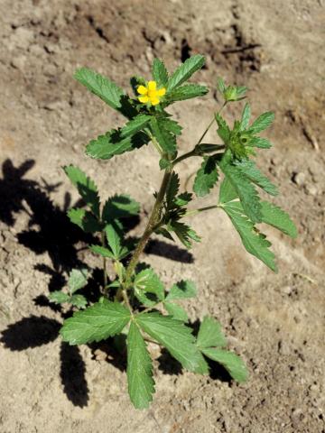 Potentille Norvège (Potentilla norvegica)_4