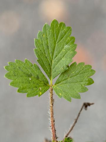 Potentille Norvège (Potentilla norvegica)_12