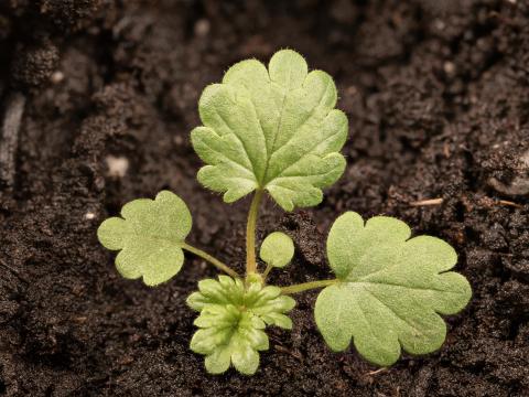 Potentille Norvège (Potentilla norvegica)_17