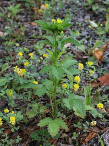 Potentille Norvège (Potentilla norvegica)_21