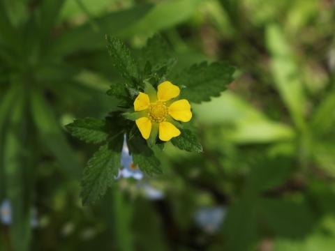 Potentille Norvège (Potentilla norvegica)_22