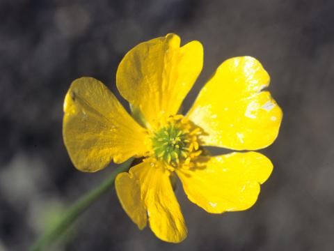 Renoncule rampante (Ranunculus repens)_4