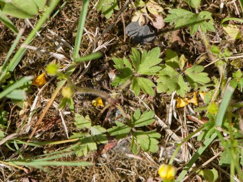 Renoncule rampante (Ranunculus repens)_9