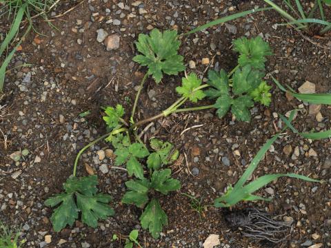 Renoncule rampante (Ranunculus repens)_13