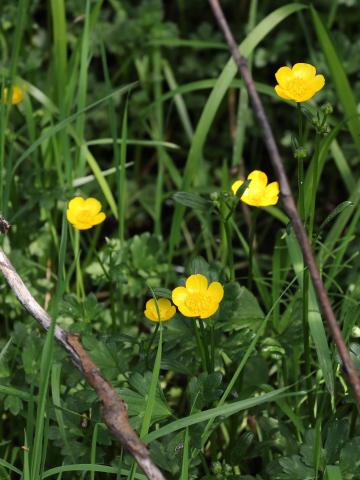 Renoncule rampante (Ranunculus repens)_15