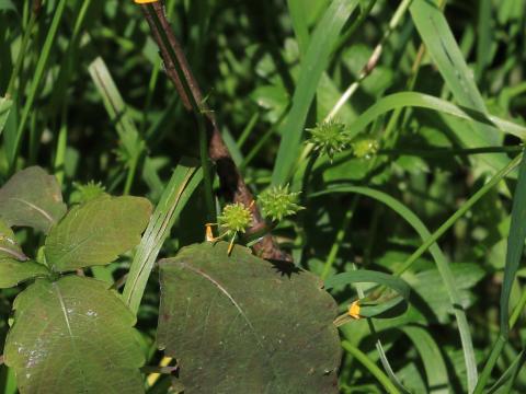 Renoncule rampante (Ranunculus repens)_16