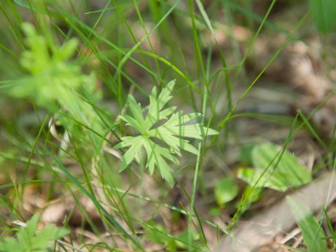 Renoncule âcre (Ranunculus acris)_4