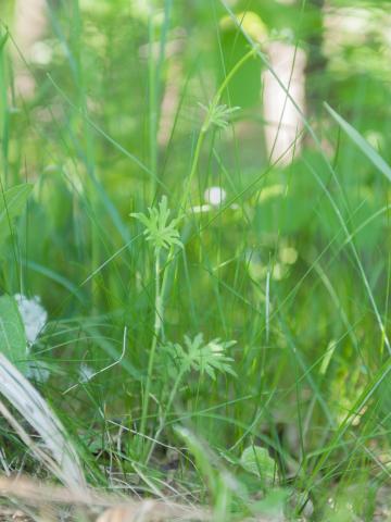 Renoncule âcre (Ranunculus acris)_5