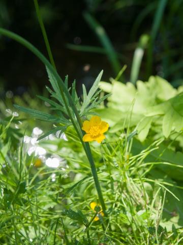 Renoncule âcre (Ranunculus acris)_6