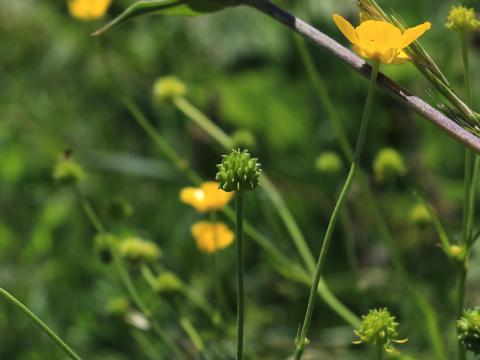 Renoncule âcre (Ranunculus acris)_14