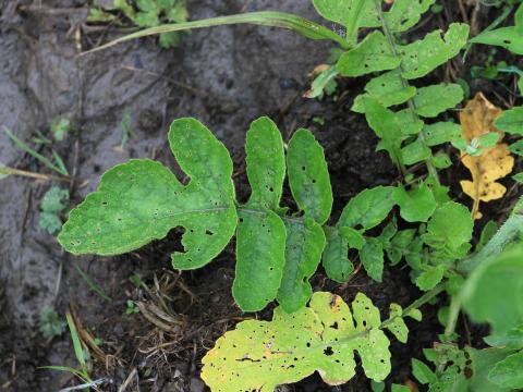 Radis sauvage (Raphanus raphanistrum)_14