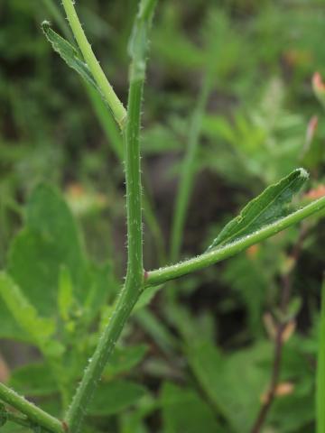 Radis sauvage (Raphanus raphanistrum)_15