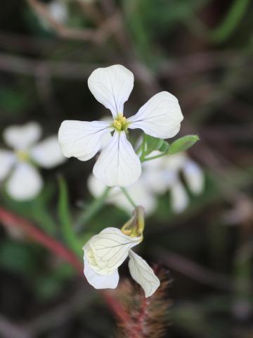 Radis sauvage (Raphanus raphanistrum)_18