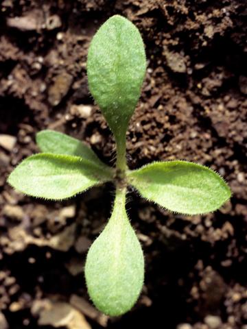 Lychnide blanche (Silene latifolia)_2