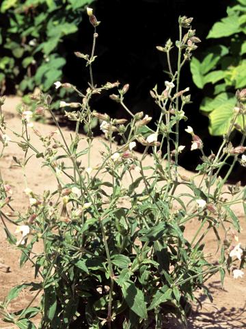 Lychnide blanche (Silene latifolia)_7