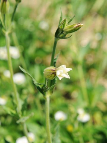 Lychnide blanche (Silene latifolia)_12