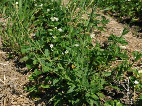 Lychnide blanche (Silene latifolia)_14