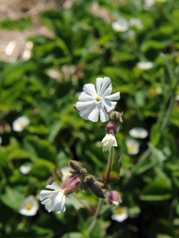 Lychnide blanche (Silene latifolia)_19