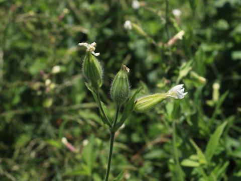 Lychnide blanche (Silene latifolia)_28