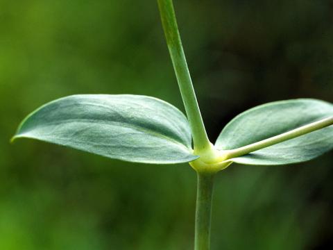 Silene enflé (Silene vulgaris)_3